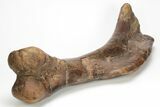 Fossil Hadrosaur (Edmontosaurus) Left Humerus - Montana #207034-5